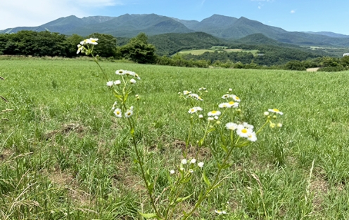 当社工場から車で20分程度の近さで牧草地が広がる蔵王高原。朝夕の涼しさは、暑さに弱い牛が過ごしやすい気候です