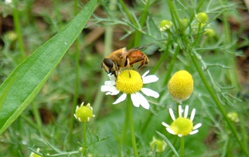 季節になるとホタルが飛び、メジロやヒヨドリも見かける自然豊かな環境