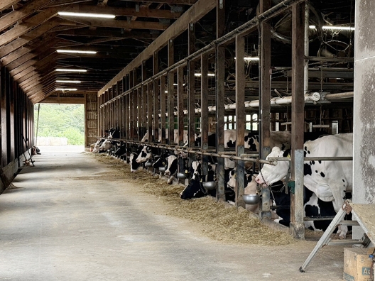 清掃が行き届いていつも清潔に保たれている牛舎