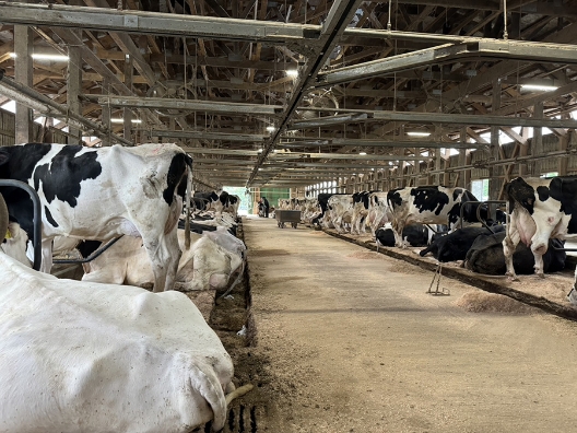 清掃が行き届いていつも清潔に保たれている牛舎02