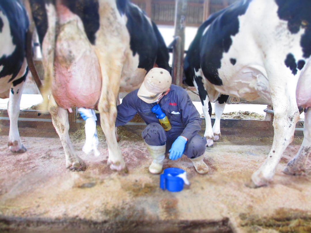 掃除は毎日、朝と夕方の２回は必ず行い、汚れていればその都度、気が付いたときに清潔にします。水を飲むウォーターカップも、いつでも新鮮な水が飲めるようきれいに。搾乳前には、消毒したタオルで乳頭を丁寧に拭いています。