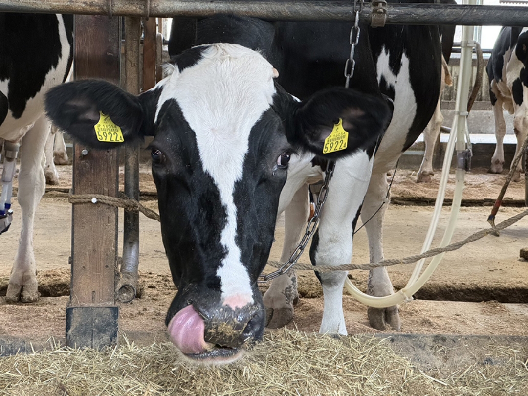 パイプラインミルカーを付けて、ただいま搾乳中…