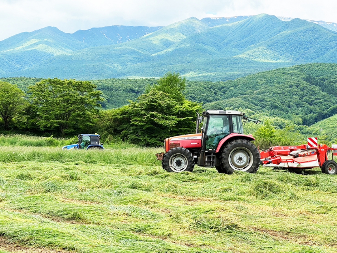 牧草は年３回刈り取り。適期に刈った牧草は栄養価が高く、柔らかいのが特徴です
