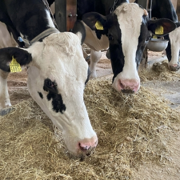 搾乳牛には、発酵飼料を中心に栄養バランスの良い混ぜご飯形式