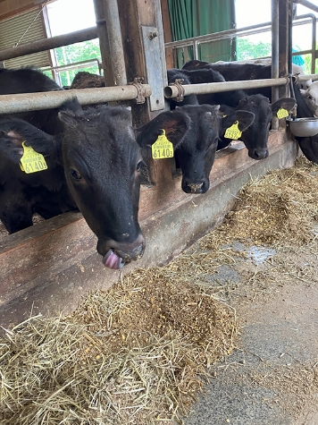 育成牛がペロリと食べている濃厚飼料も、おいしそう