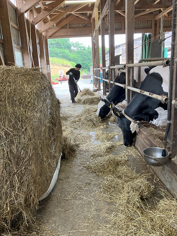 乾乳牛たちは、発酵した牧草をしっかり食べて体力を回復します