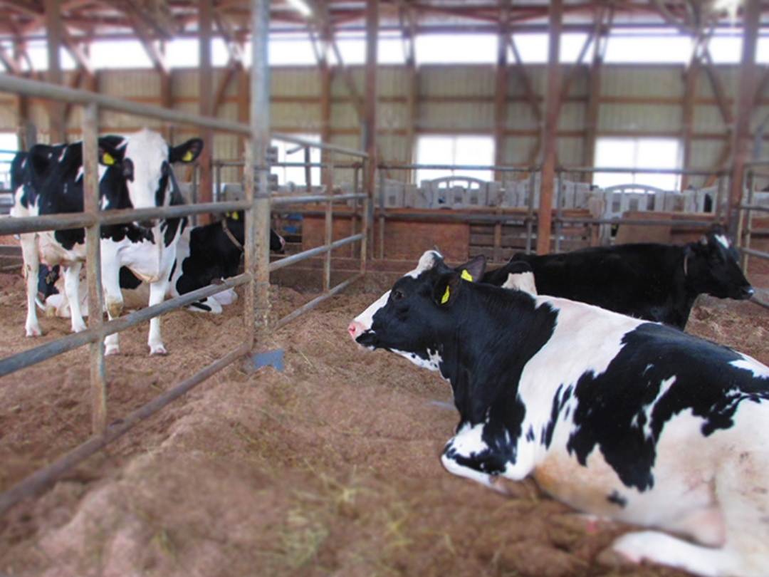 乾乳牛は次の分娩に向けて栄養補給し、ゆったり過ごします