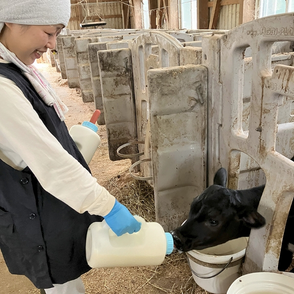 生後１カ月のホルスタインの子牛は、栄養たっぷりのミルクをごくごく