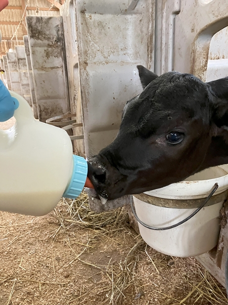 生後１カ月のホルスタインの子牛